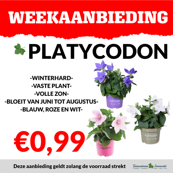 PLATYCODON €0,99