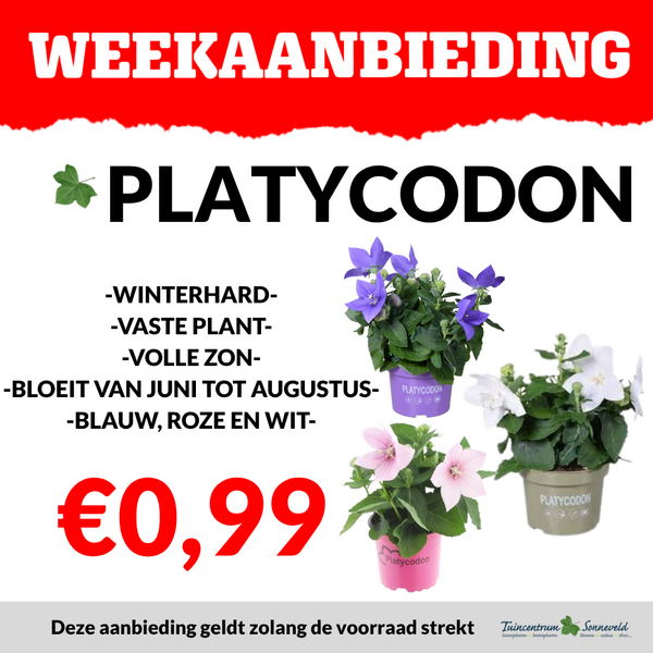 PLATYCODON €0,99