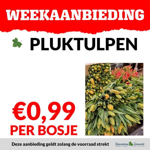 pluktulpen €0,99