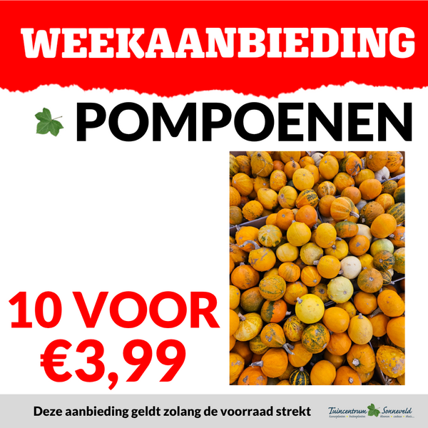 POMPOENEN 10 VOOR €3,99