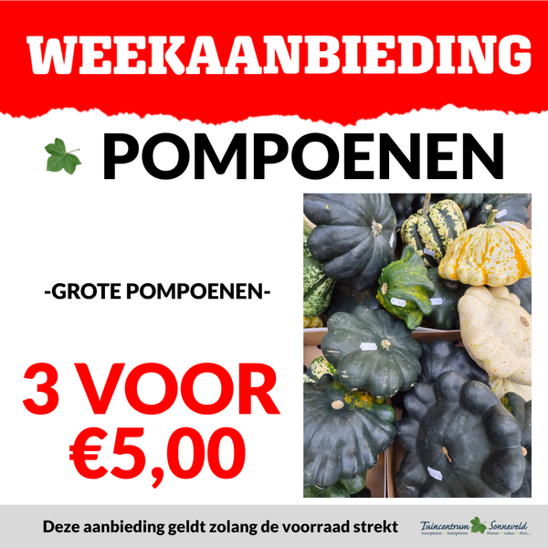 POMPOENEN 3 VOOR €5,00