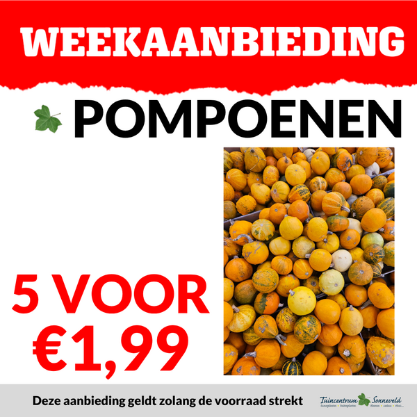 POMPOENEN 5 VOOR €1,99