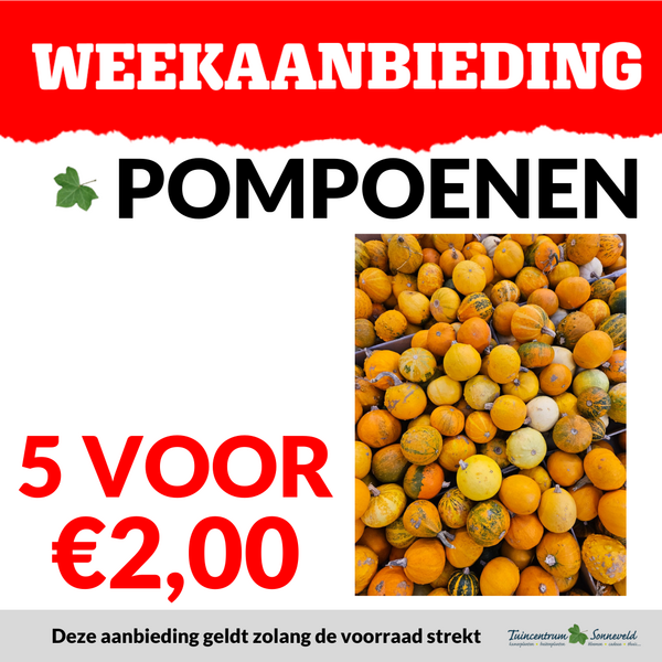 POMPOENEN 5 VOOR €2,00