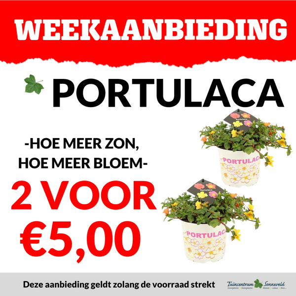 PORTULACA 2 VOOR €5,00