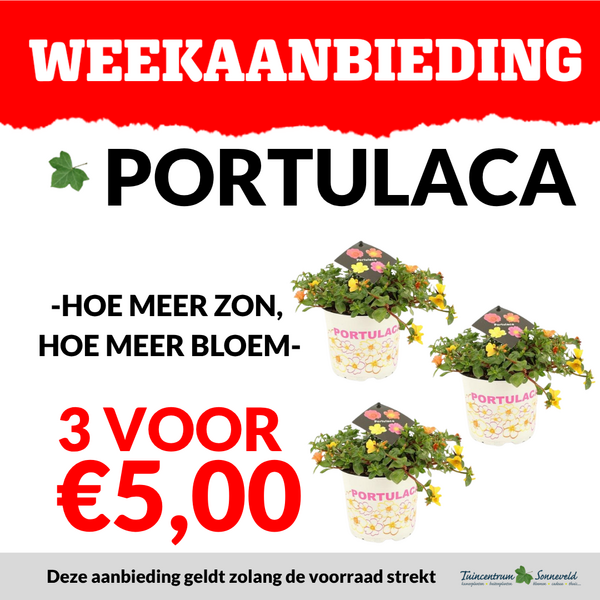 PORTULACA 3 VOOR €5,00