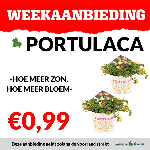 PORTULACA €0,99