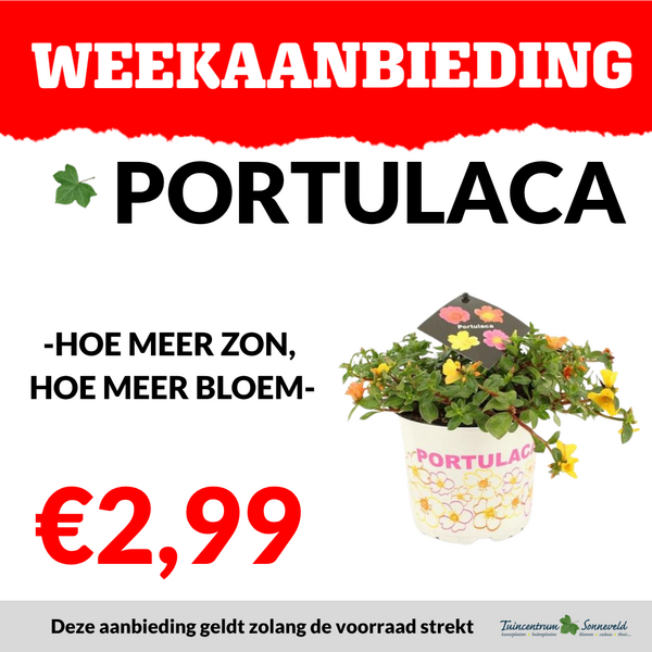Portulaca €2,99