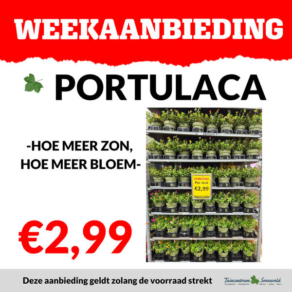 PORTULACA €2,99