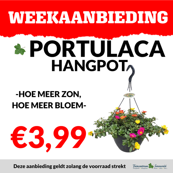 PORTULACA HANGPOT €3,99