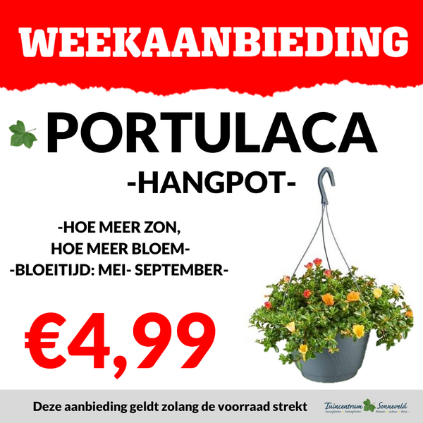 PORTULACA HANGPOT €4,99
