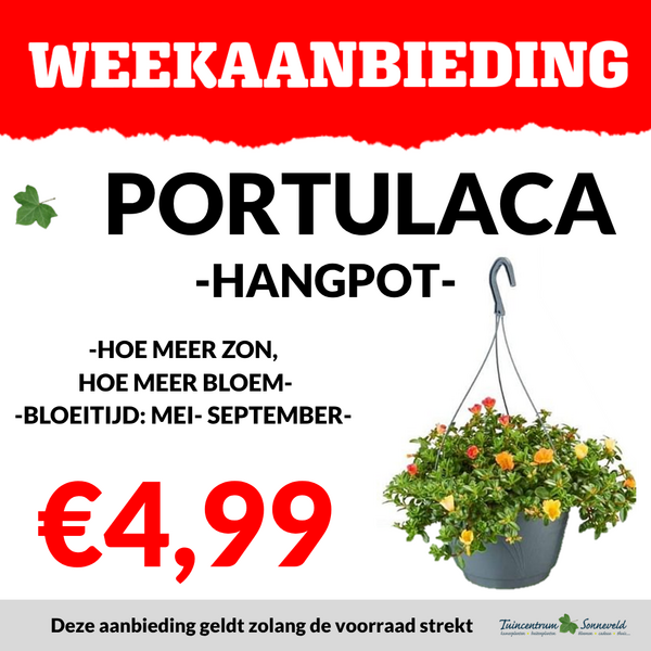 PORTULACA HANGPOT €4,99