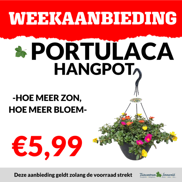 PORTULACA HANGPOT €5,99