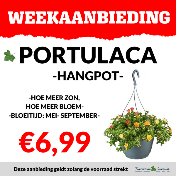 PORTULACA HANGPOT €6,99