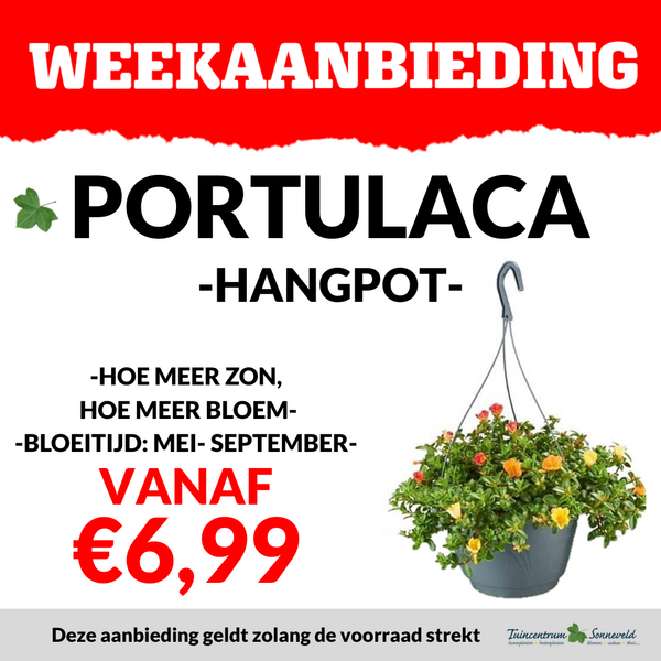 PORTULACA HANGPOT VANAF €6,99