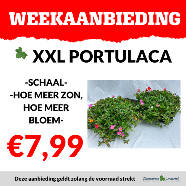 PORTULACA XXL SCHAAL €7,99