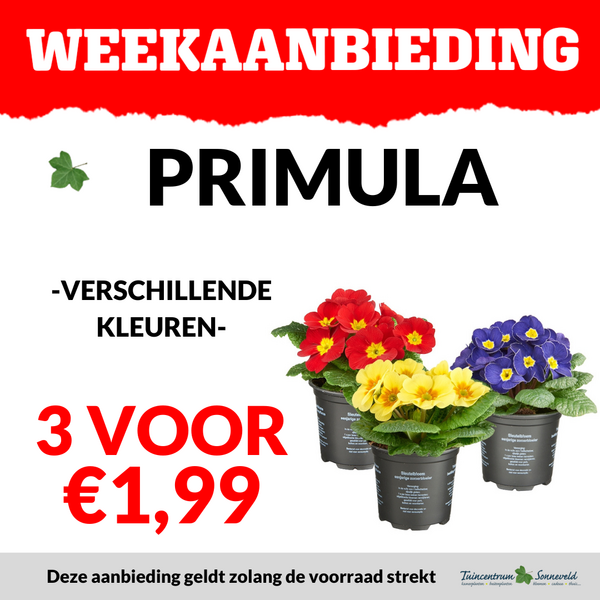 PRIMULA 3 VOOR €1,99