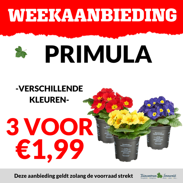 PRIMULA 3 VOOR €1,99