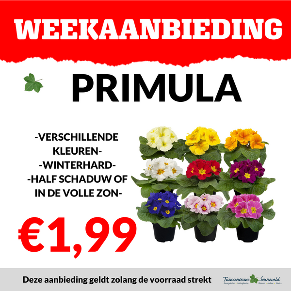PRIMULA €1,99