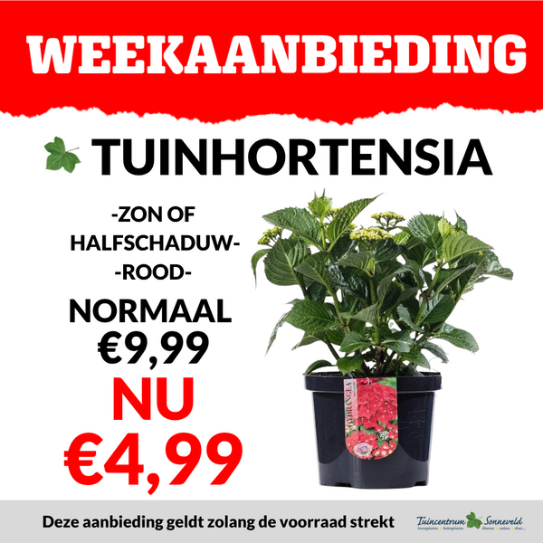 RODE TUINHORTENSIA €4,99