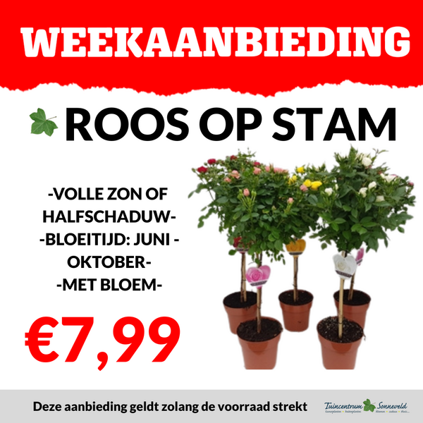 ROOS OP STAM €7,99