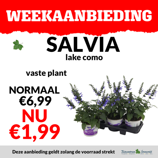 salvia
