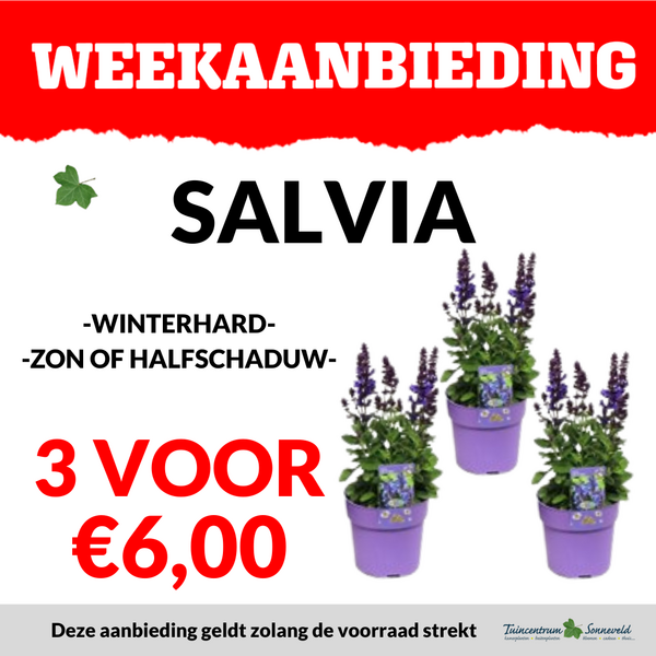 SALVIA 3 VOOR €6,00