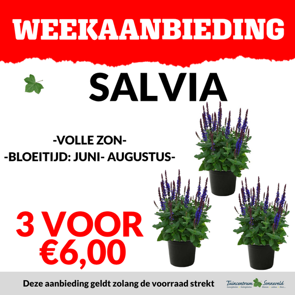 SALVIA 3 VOOR €6,00