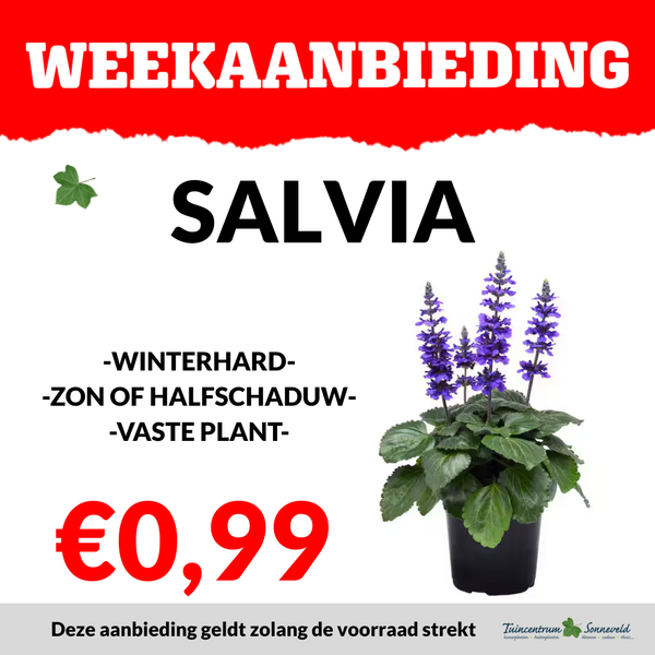 SALVIA €0,99