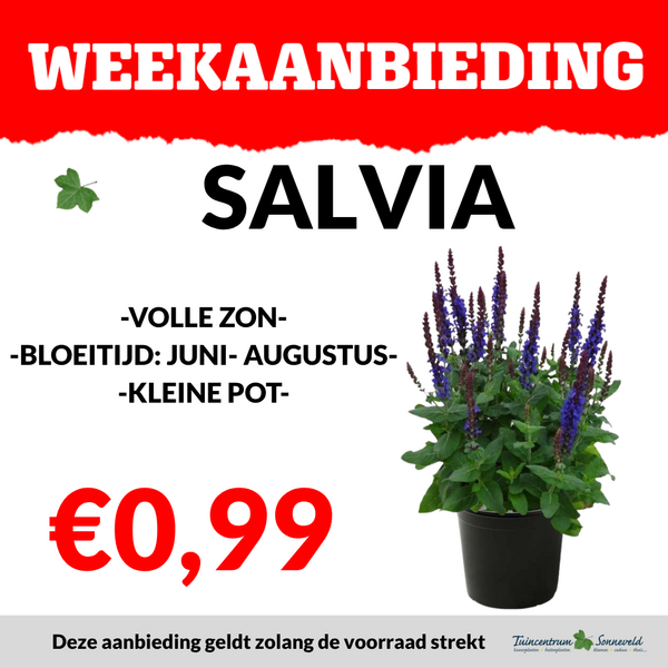 SALVIA €0,99