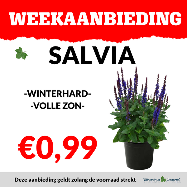 SALVIA €0,99