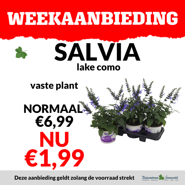 salvia €1,99