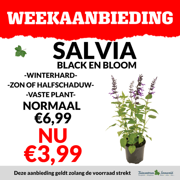 SALVIA €3,99