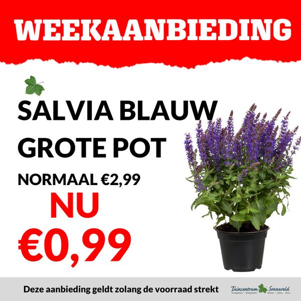 salvia grote pot €0,99