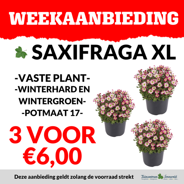 SAXIFRAGA 3 VOOR €6,00