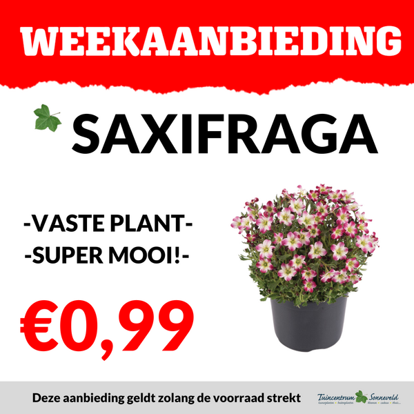 SAXIFRAGA €0,99