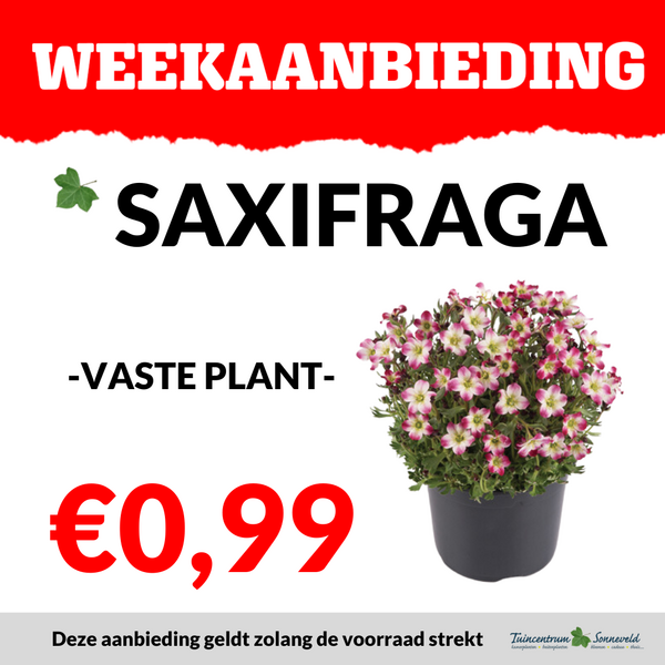 SAXIFRAGA €0,99