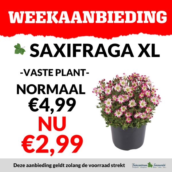 saxifraga xl €2,99