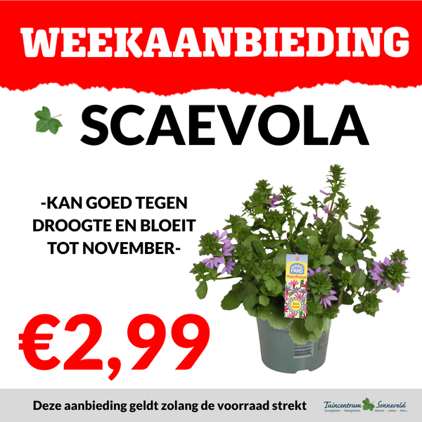 SCAEVOLA €2,99