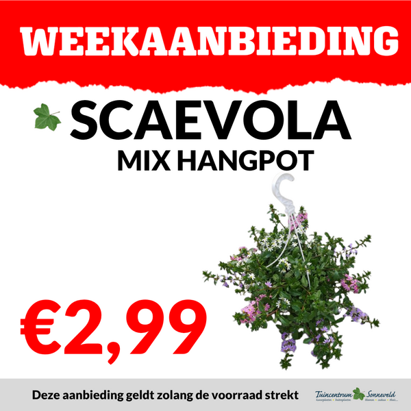 SCAEVOLA MIX HANGPOT €2,99