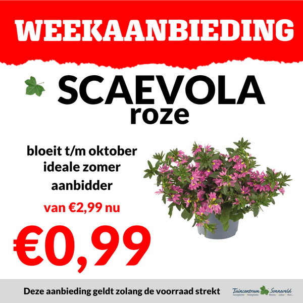 SCAVOLA