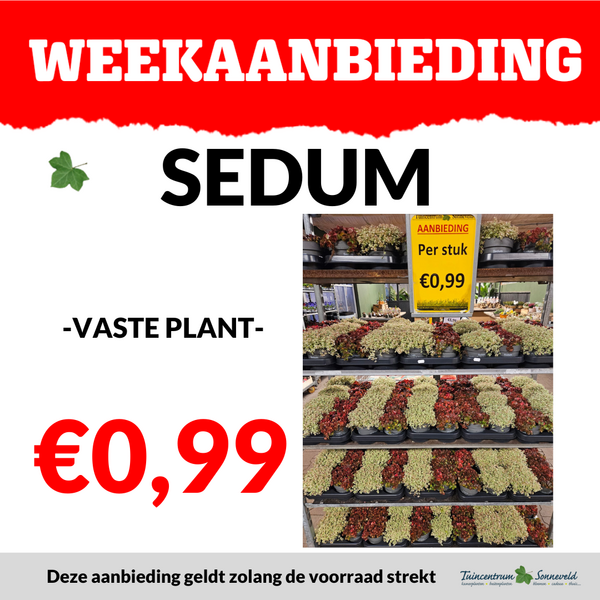 SEDUM €0,99