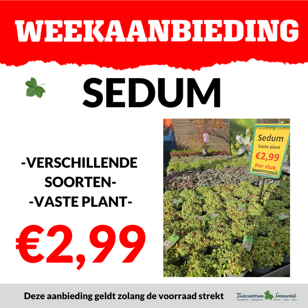 SEDUM €2,99