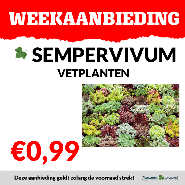 SEMPERVIVUM €0,99