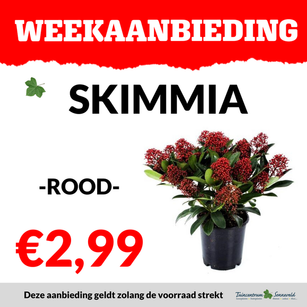 SKIMMIA €2,99