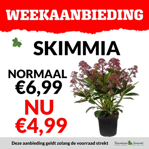 SKIMMIA €4,99
