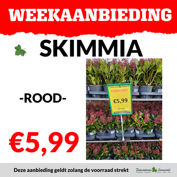 SKIMMIA €5,99