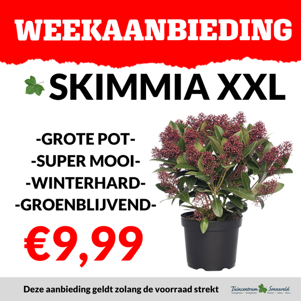 SKIMMIA €9,99