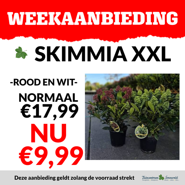 SKIMMIA XXL €9,99