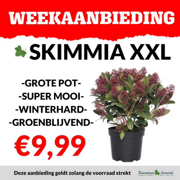 skimmia XXL €9,99