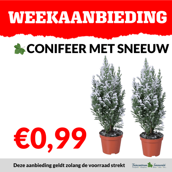 SNEEUW CONIFEERTJE €0,99